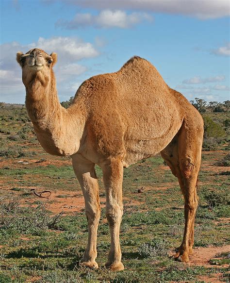 humpvr|hump – Wiktionary tiếng Việt.